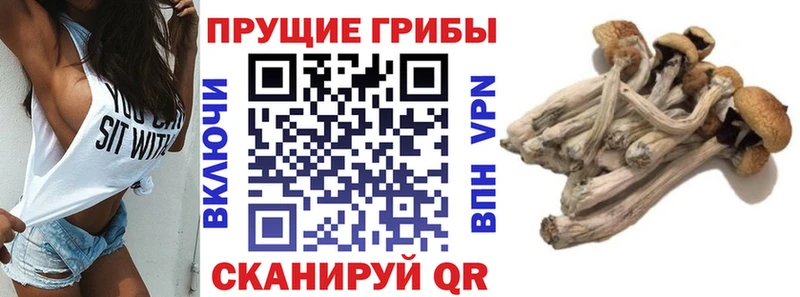 Псилоцибиновые грибы Psilocybine cubensis  blacksprut онион  Каргат 